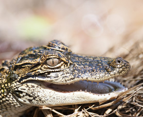 Young American Alligator