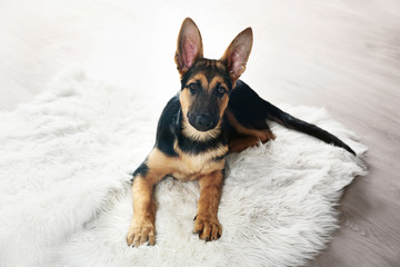 Cute dog shepherd on carpet