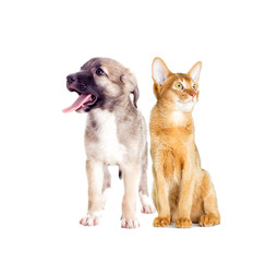 puppy and kitten watching