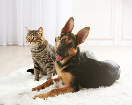 Cute cat and funny dog on carpet
