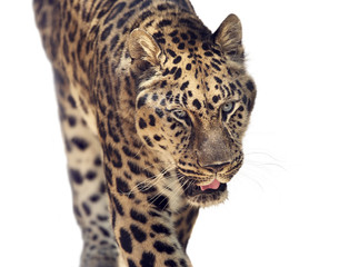 Fototapeta na wymiar Portrait of Leopard