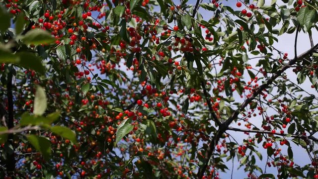 Cherries on a Cherry Tree in Sunlight