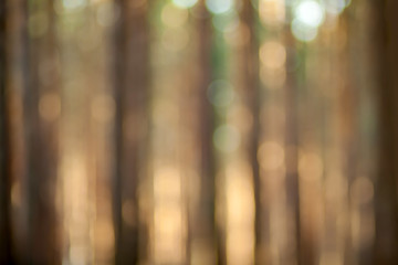 Blurry nature wallpaper. Pine forest bokeh background. Green defocused backdrop for your design. - obrazy, fototapety, plakaty