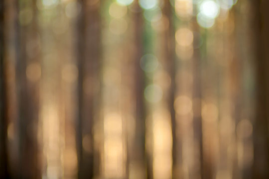 Blurry nature wallpaper. Pine forest bokeh background. Green defocused backdrop for your design.