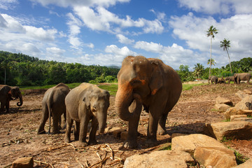 Herd of elephants in the nature