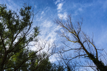 Trees with leaves and without leaves against the sky in summer, Milton Keynes, UK