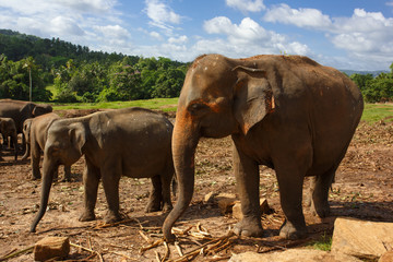 Fototapeta premium Herd of elephants in the nature