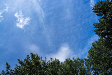 Tree canopy against the blue sky in summer, Milton Keynes, UK