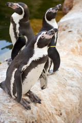 penguin on the stone