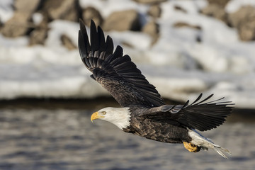 Mature Bald Eagle with a fresh catch