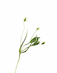 Dried flower on background