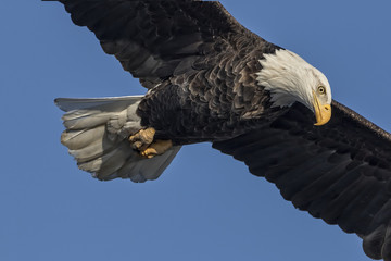 Mature Bald Eagle searching for a meal
