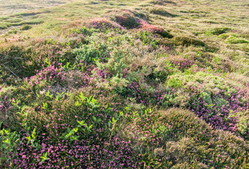 colorful heath vegetation detail