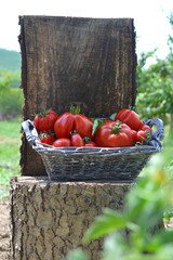 Cestino di pomodori bio raccolti dall'orto