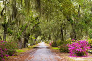 USA, Georgia, Savanah, Tree lined bath way in the Bonaventure Cemetery