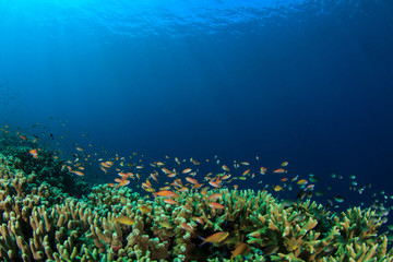 Obraz na płótnie Canvas Coral reef underwater in ocean