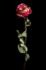 Dried red rose flower on background. Isolated. For use in collage or some over work. Flower dried in natural conditions with save it three-dimensional structure.