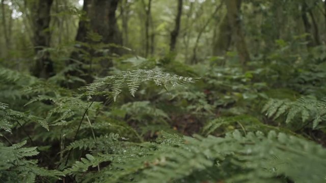 Fern plants growing in an ancient wood on a rainy day. Shot in slow motion.