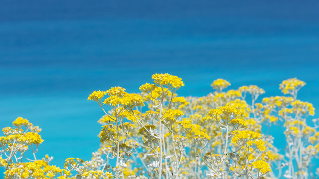Fototapeta Coastal Flowers, close up. Yellow flowers with turquoise blue sea background