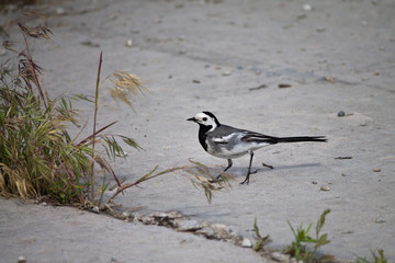 Grey Wagtail on the ground closeup