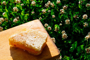 Honeycombs with honey in natural light on wood over natural background with clover. Honeycombs produced by bee.