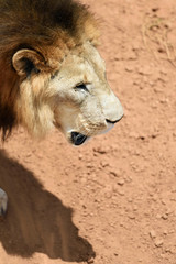 Male lion, Namibia
