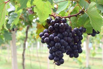 red grapes with green leaves on the vine. fresh fruits Stock Photo