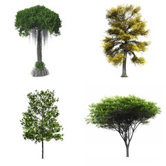 tree isolated white background collage