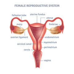 Uterus Poster Illustration