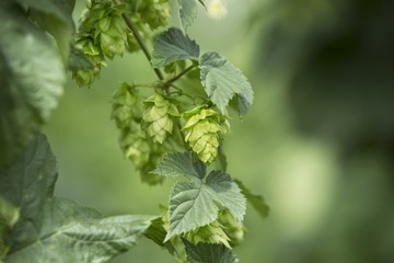 detail of hop cones in the hop field, SAAZ HOPS