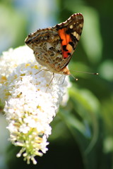 Distelfalter auf Sommerflieder Blüte