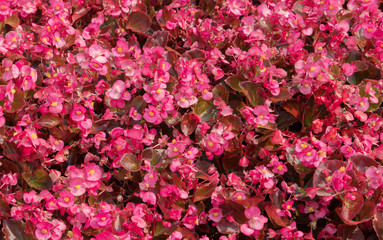 Obraz premium Flowering Red begonias in the flower bed as a background for design