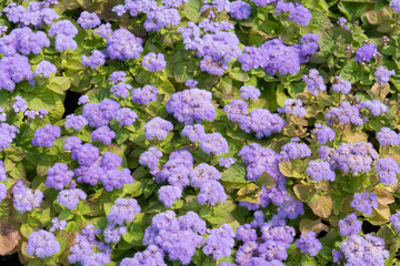 Blooming Ageratum houstonianum on a bed as a background for design
