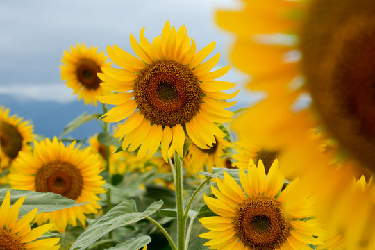 Sunflowers