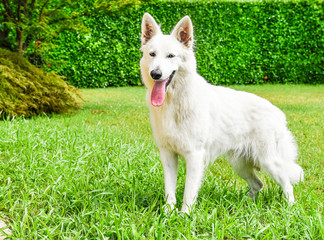 Obraz premium White Swiss Shepherd standing up.