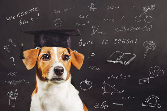 Smart dog sitting near blackboard.