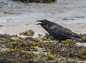 Raven (corvus corax) on a beach calling