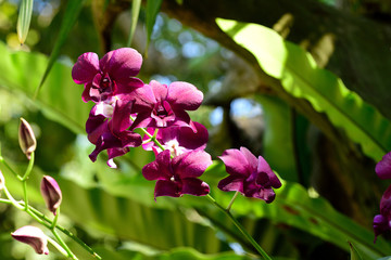 Orchids