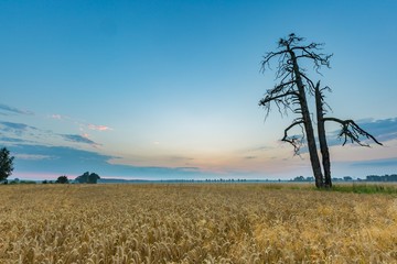 Fototapeta premium Beautiful cereal field landscape photographed at sunrise