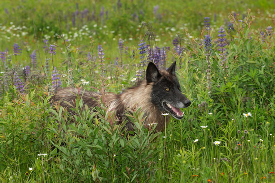 Grey Wolf (Canis lupus) Stands in Lupin Patch