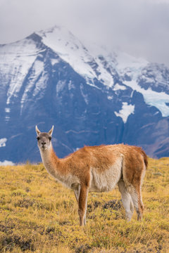 Guanaco by snow capped mountain, chile