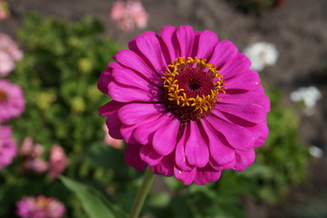 Obraz premium Elegant zinnia pink with yellow center flower close up