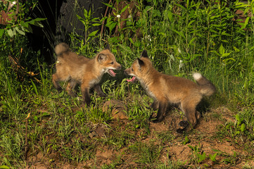 Two Red Fox Kits (Vulpes vulpes) Meet