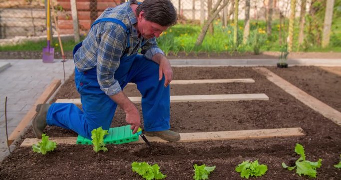 A senior man is making a hole in soil and he is inserting a small lettuce seedling in it. He is planting them in a row on one garden bed. W
