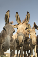 Portrait of wild donkeys with funny faces