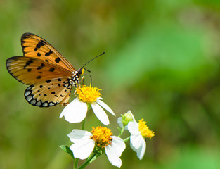 Monarch butterfly on wild grass flowers.