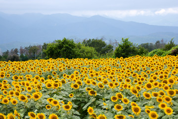 Naklejka premium Sunflowers