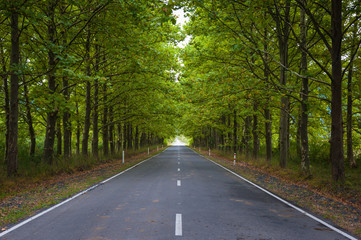 Obraz premium droga w zielonym lesie