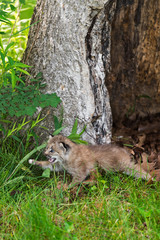 Canada Lynx (Lynx canadensis) Kitten Pounces Left