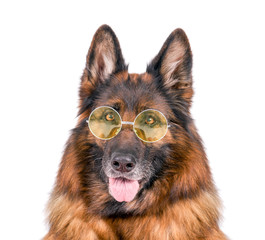 Altdeutscher Schäferhund mit Brille
